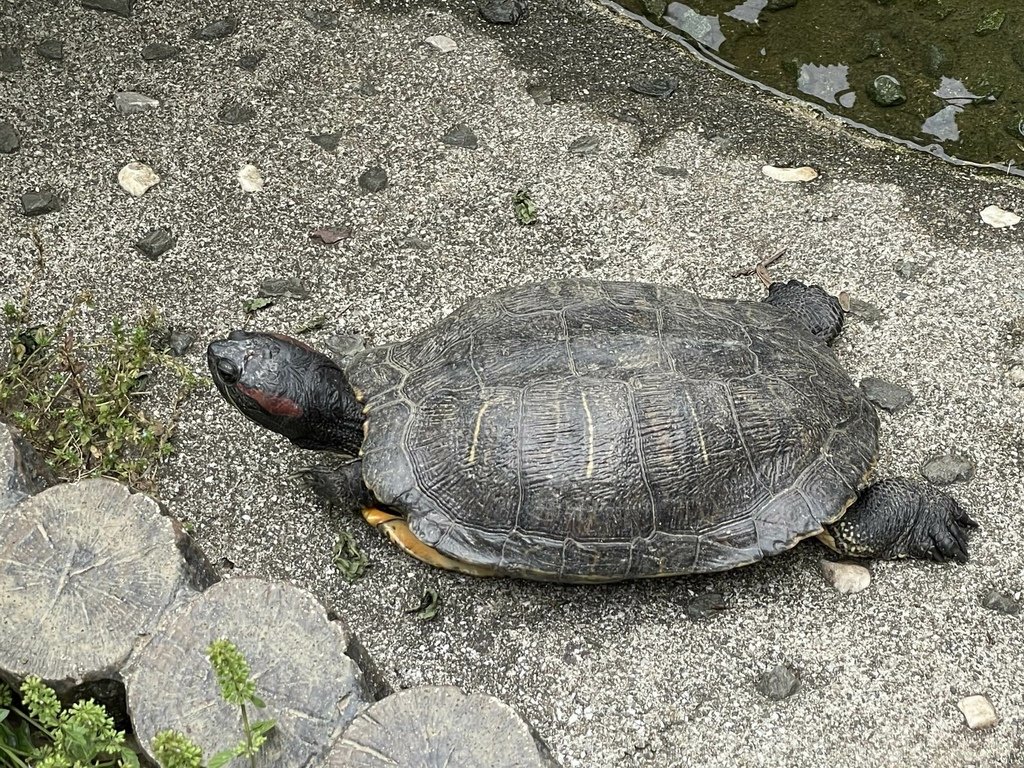 町田リス園