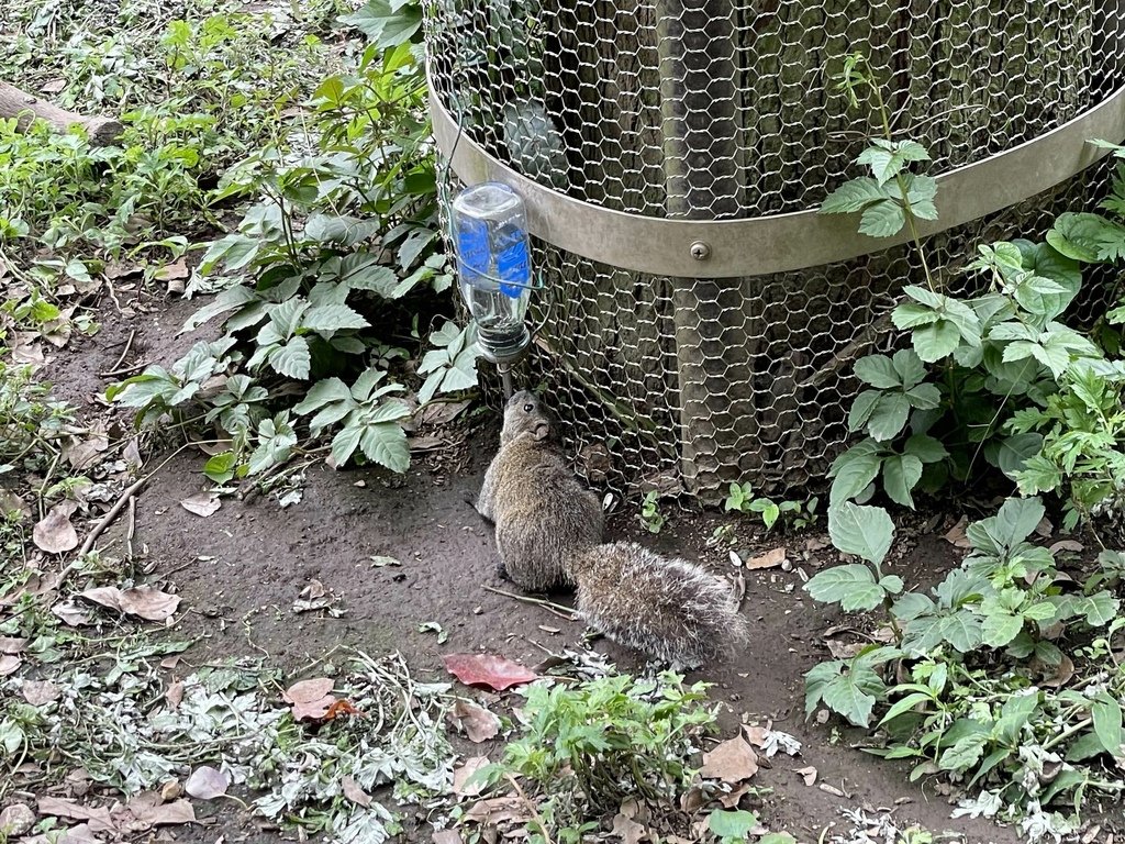 町田リス園