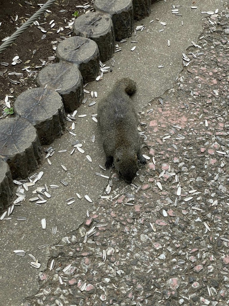 町田リス園