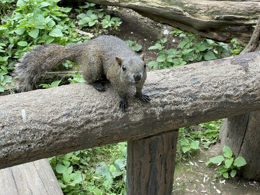 町田リス園