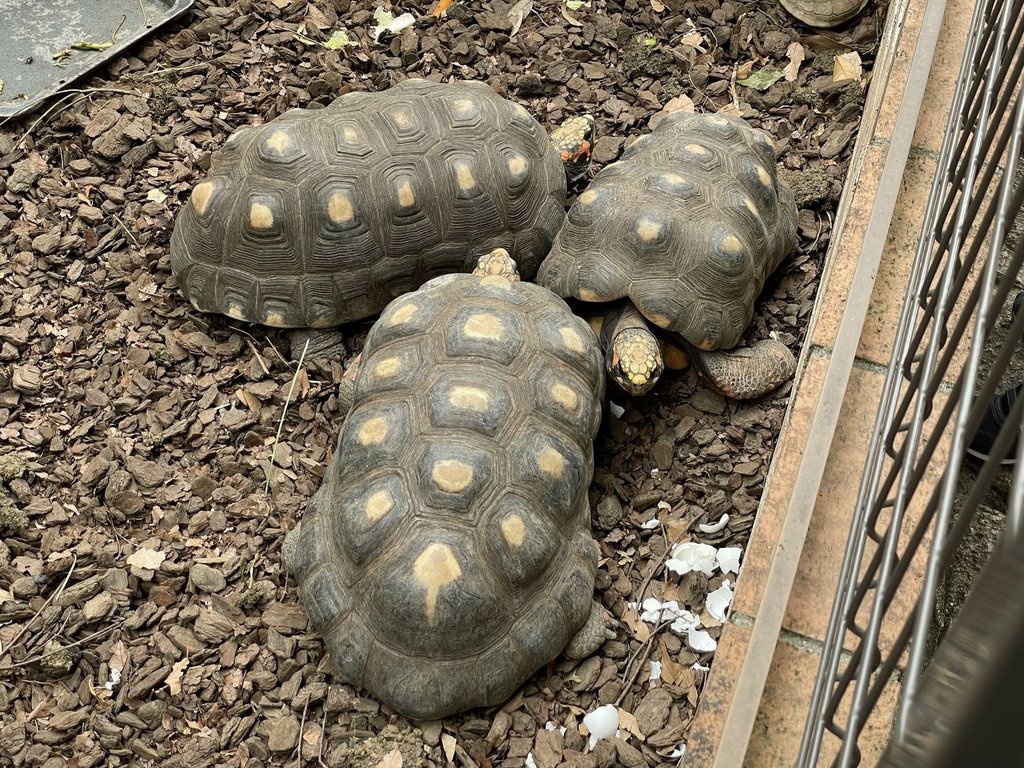 町田リス園