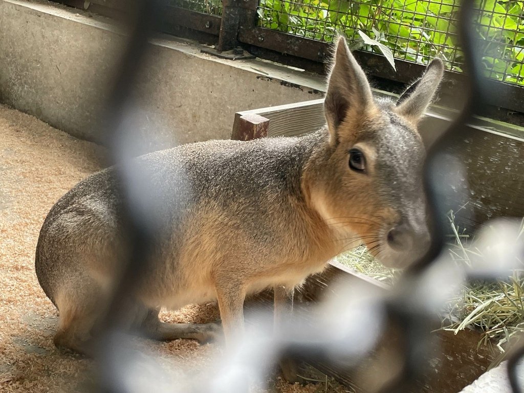 町田リス園