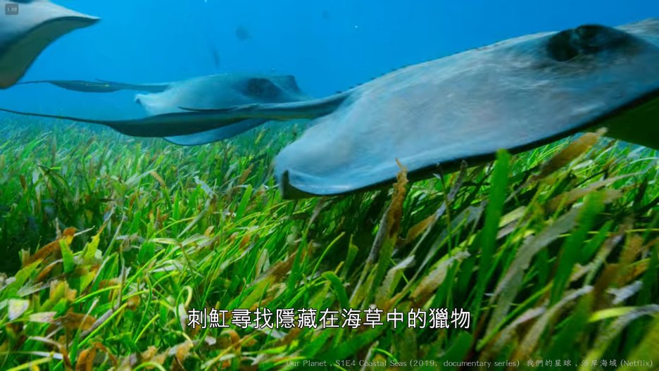 我們的星球 (Our Planet , 2019紀錄片) S1E4 沿岸海域 Coastal Seas 011----.jpg