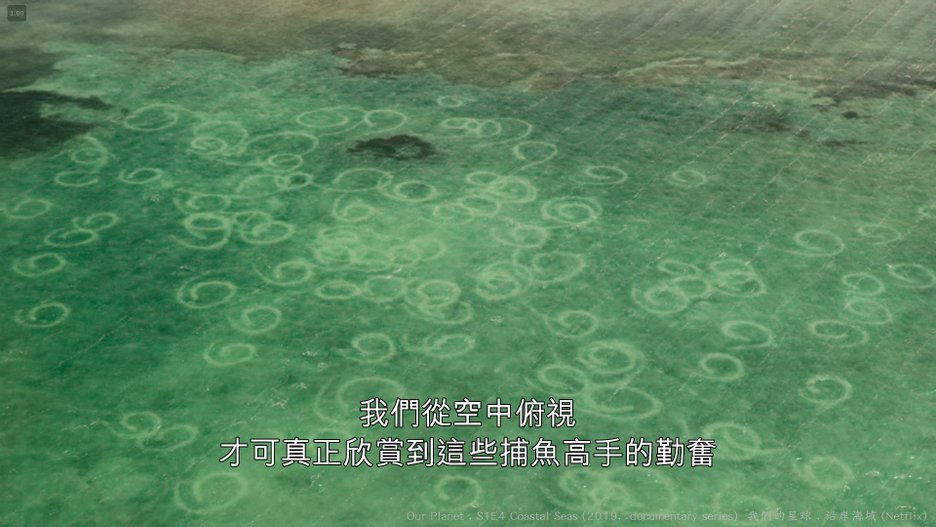 我們的星球 (Our Planet , 2019紀錄片) S1E4 沿岸海域 Coastal Seas 020----.jpg