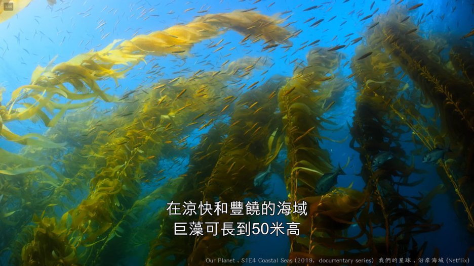 我們的星球 (Our Planet , 2019紀錄片) S1E4 沿岸海域 Coastal Seas 083---.jpg