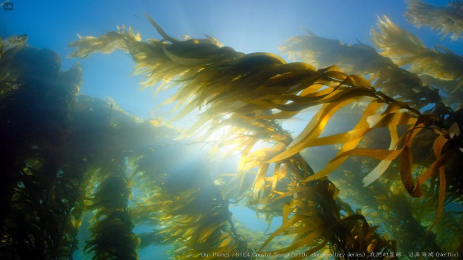 我們的星球 (Our Planet , 2019紀錄片) S1E4 沿岸海域 Coastal Seas 079---.jpg