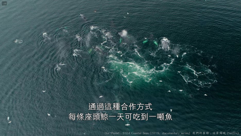 我們的星球 (Our Planet , 2019紀錄片) S1E4 沿岸海域 Coastal Seas 136----.jpg