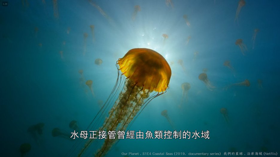 我們的星球 (Our Planet , 2019紀錄片) S1E4 沿岸海域 Coastal Seas 148----.jpg