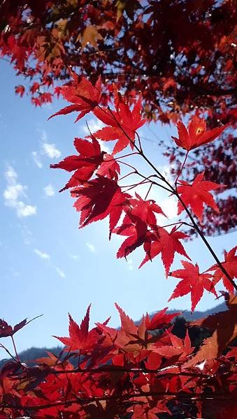 水上市楓紅