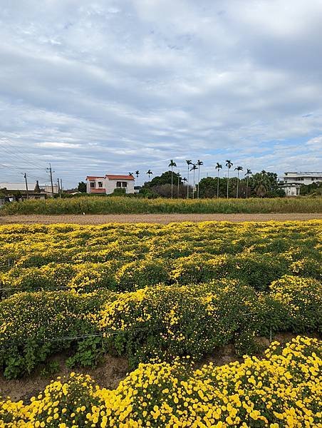 黃色杭菊田