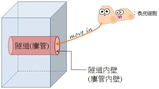 表皮細胞長入隧道壁示意圖.jpg