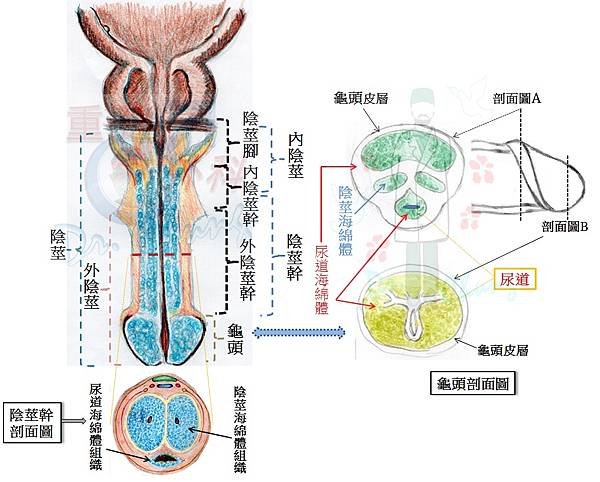 陰莖結構.jpg