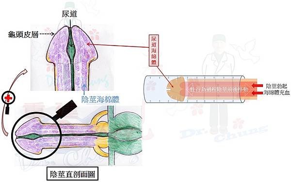 龜頭尿道海綿體.jpg