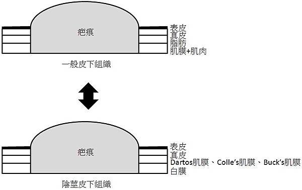 皮層對照.jpg