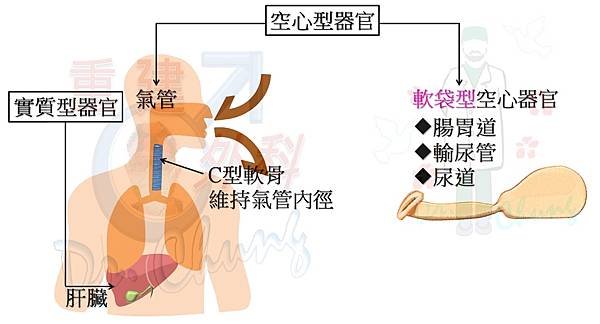 空心型器官_0.jpg