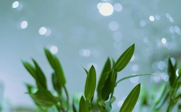 有才的人全敗給“傲”，平庸的人皆輸在“懶”！✿✿⊱╮