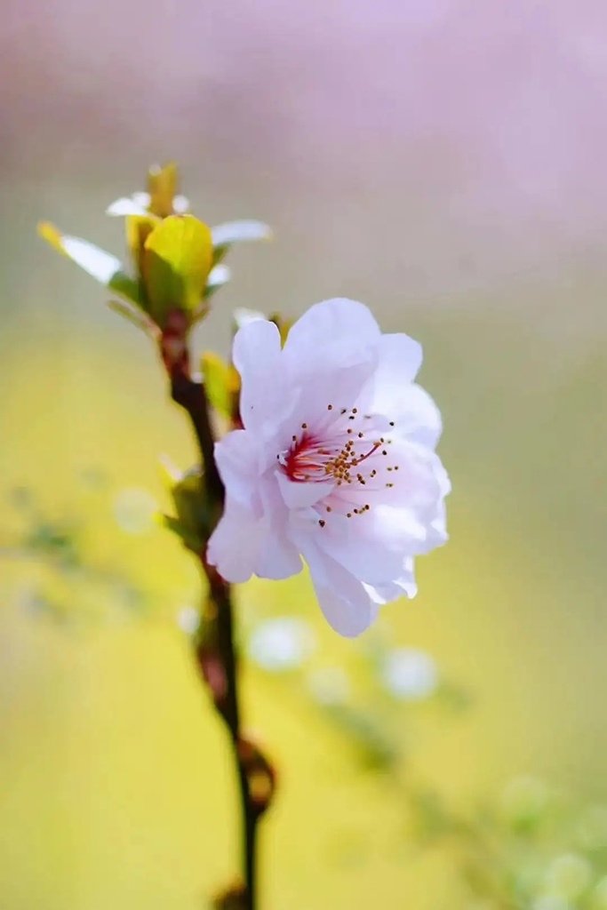 活成春花一樣，盛開自己的美(人生感悟)✿✿⊱╮