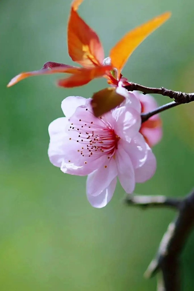 活成春花一樣，盛開自己的美(人生感悟)✿✿⊱╮