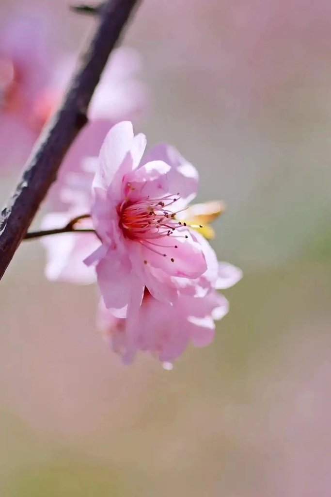 活成春花一樣，盛開自己的美(人生感悟)✿✿⊱╮