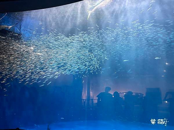 【名古屋】名古屋港水族館｜海豚秀必看，還有牡蠣尋找珍珠活動｜