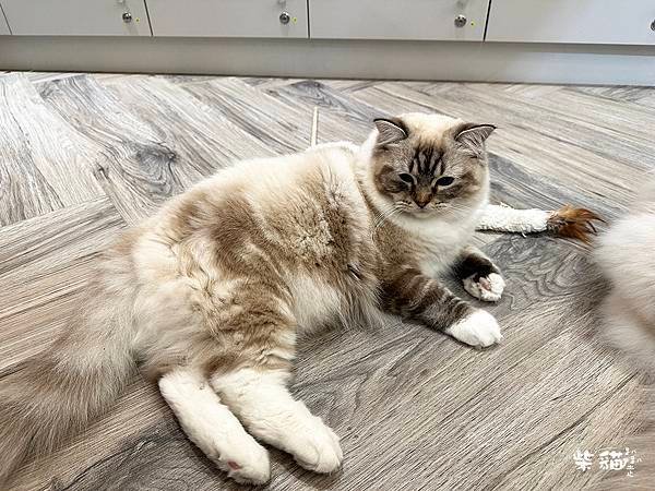 【台北信義】NUKU NUKU CAT CAFE｜一邊嚕貓一