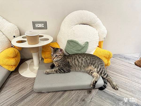 【台北信義】NUKU NUKU CAT CAFE｜一邊嚕貓一