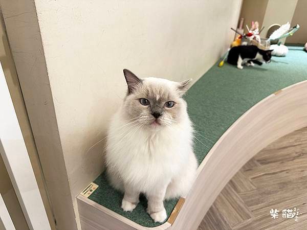 【台北信義】NUKU NUKU CAT CAFE｜一邊嚕貓一