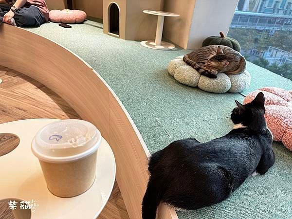 【台北信義】NUKU NUKU CAT CAFE｜一邊嚕貓一