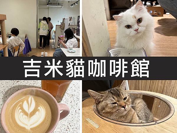 【新北板橋】吉米貓咖啡館｜假日來擼貓吸點正能量｜柴貓趴趴走