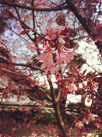 IMG_7063.jpg
