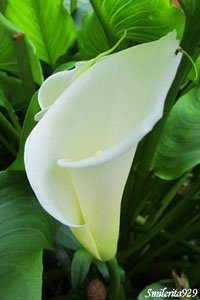 IMG_0199   3.jpg