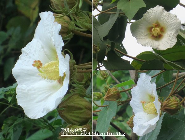 77山芙蓉.jpg