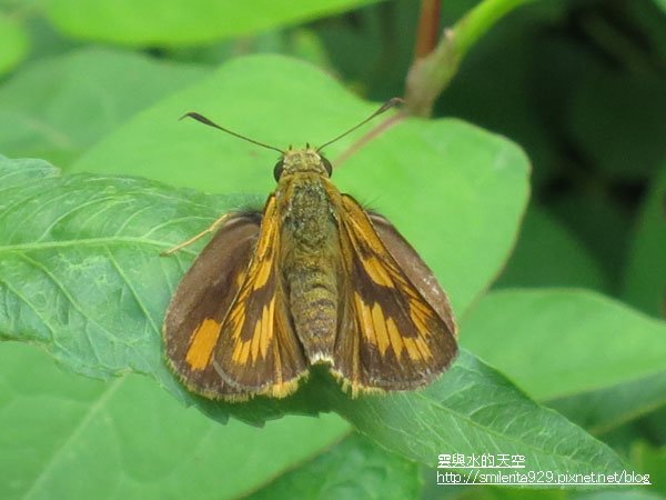 112黃斑弄蝶.JPG