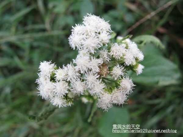 073白花藿香薊.JPG