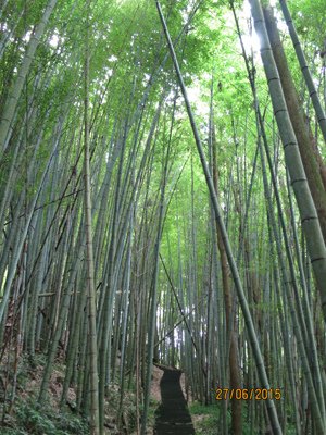 2015.06.27 奮起湖、阿里山夏之旅 第二天