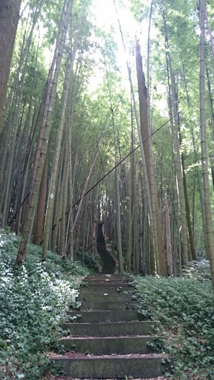 2015.06.27 奮起湖、阿里山夏之旅 第二天