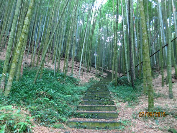 2015.06.27 奮起湖、阿里山夏之旅 第二天