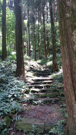 2015.06.27 奮起湖、阿里山夏之旅 第二天