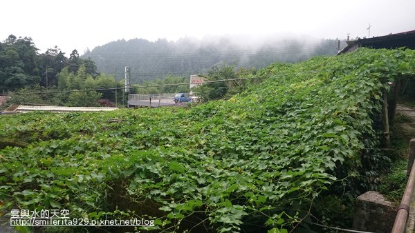 2015.06.27 奮起湖、阿里山夏之旅 第二天