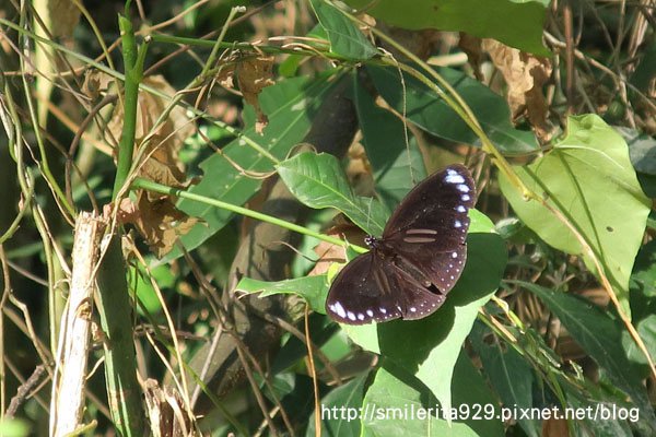 IMG_0162端紫斑蝶.JPG