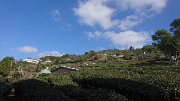 2019.01.30 冬遊阿里山第三天--頂石棹霧之道、茶之