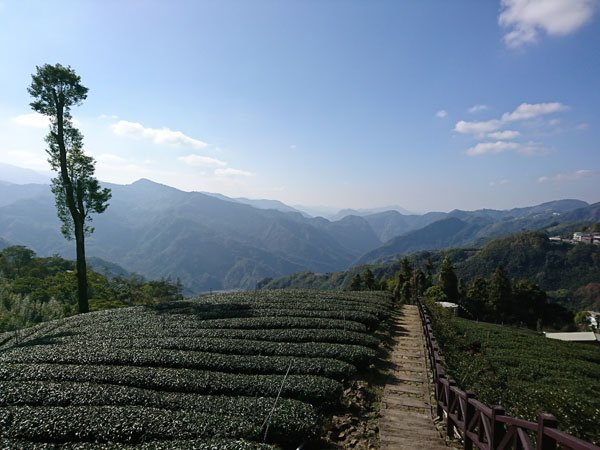 2019.01.30 冬遊阿里山第三天--頂石棹霧之道、茶之
