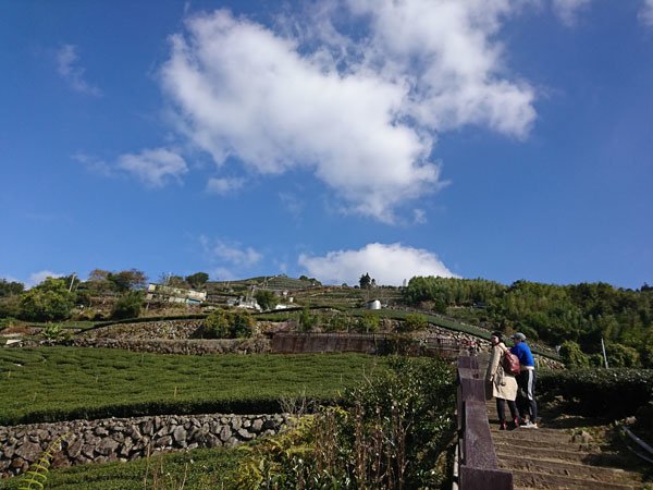 2019.01.30 冬遊阿里山第三天--頂石棹霧之道、茶之
