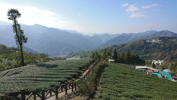 2019.01.30 冬遊阿里山第三天--頂石棹霧之道、茶之