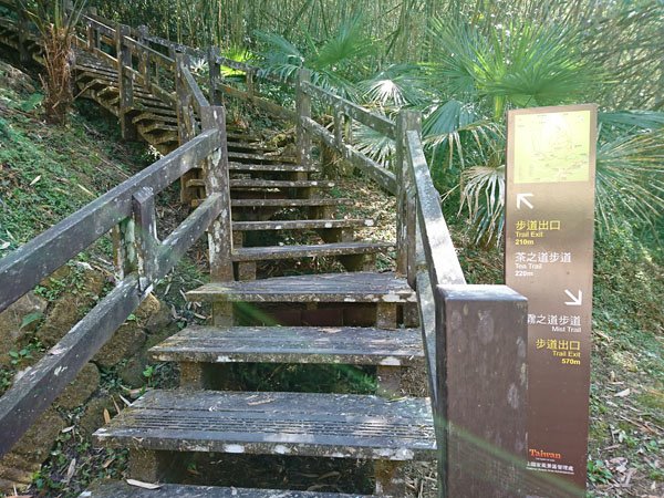 2019.01.30 冬遊阿里山第三天--頂石棹霧之道、茶之