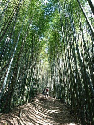 2019.01.30 冬遊阿里山第三天--頂石棹霧之道、茶之