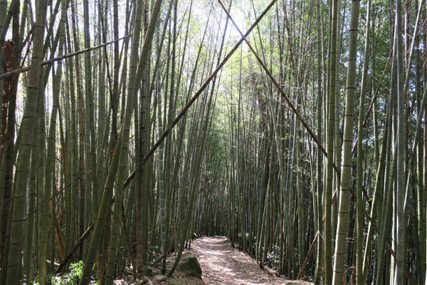 2019.01.30 冬遊阿里山第三天--頂石棹霧之道、茶之