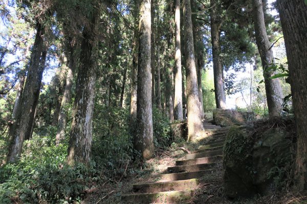 2019.01.30 冬遊阿里山第三天--頂石棹霧之道、茶之