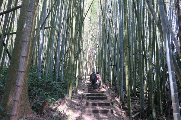 2019.01.30 冬遊阿里山第三天--頂石棹霧之道、茶之