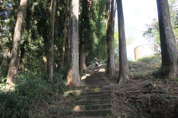 2019.01.30 冬遊阿里山第三天--頂石棹霧之道、茶之
